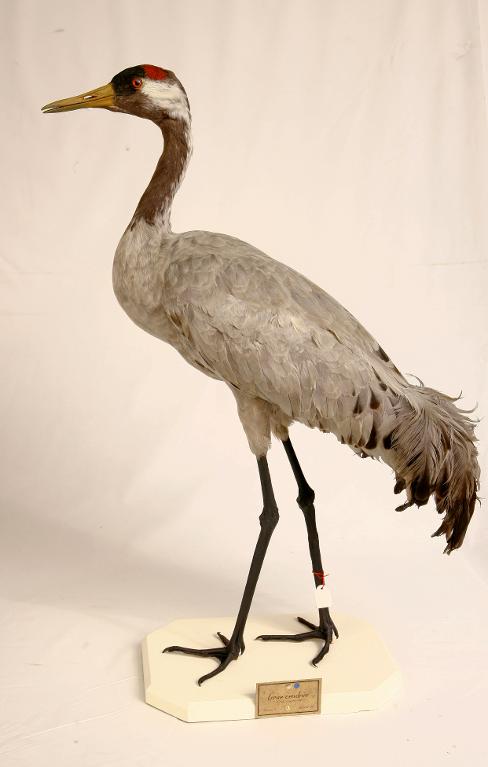 animal naturalisé : oiseau : Grue cendrée
