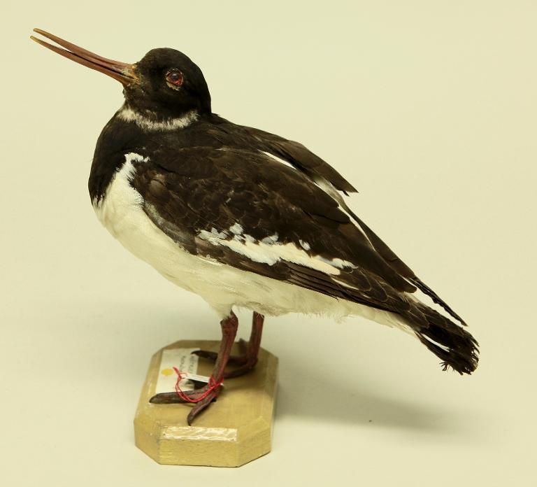 animal naturalisé : oiseau : Huitrier pie