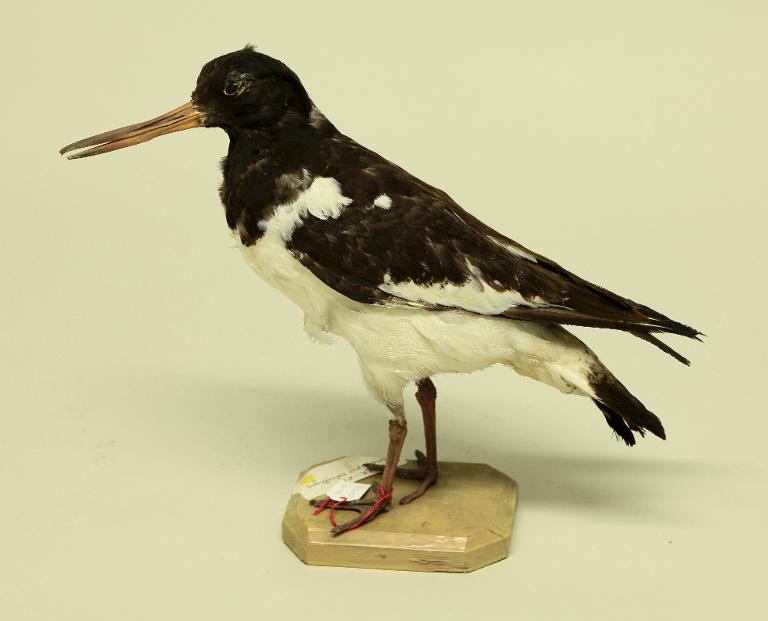 animal naturalisé : oiseau : Huitrier pie