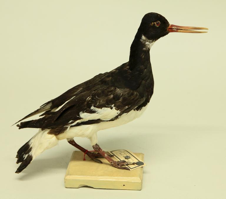 animal naturalisé : oiseau : Huitrier pie