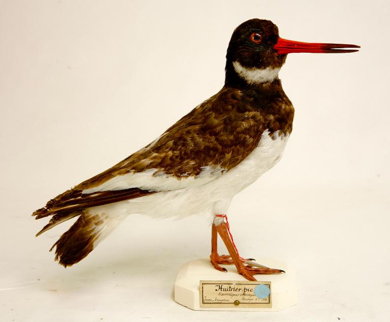 animal naturalisé : oiseau : Huitrier pie