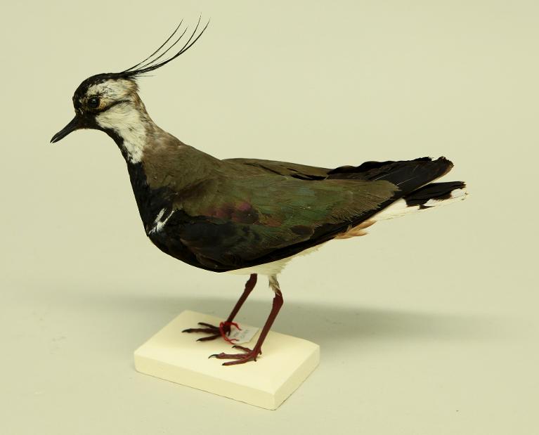 animal naturalisé : oiseau : Vanneau huppé