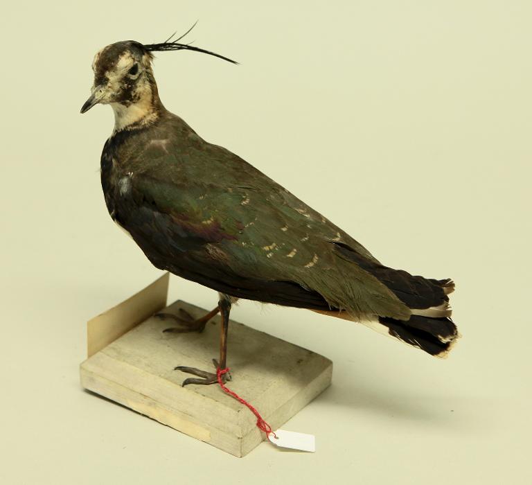 animal naturalisé : oiseau : Vanneau huppé