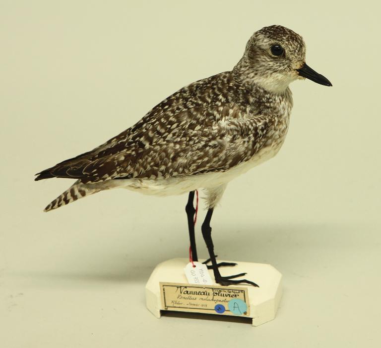 animal naturalisé : oiseau : Pluvier argenté