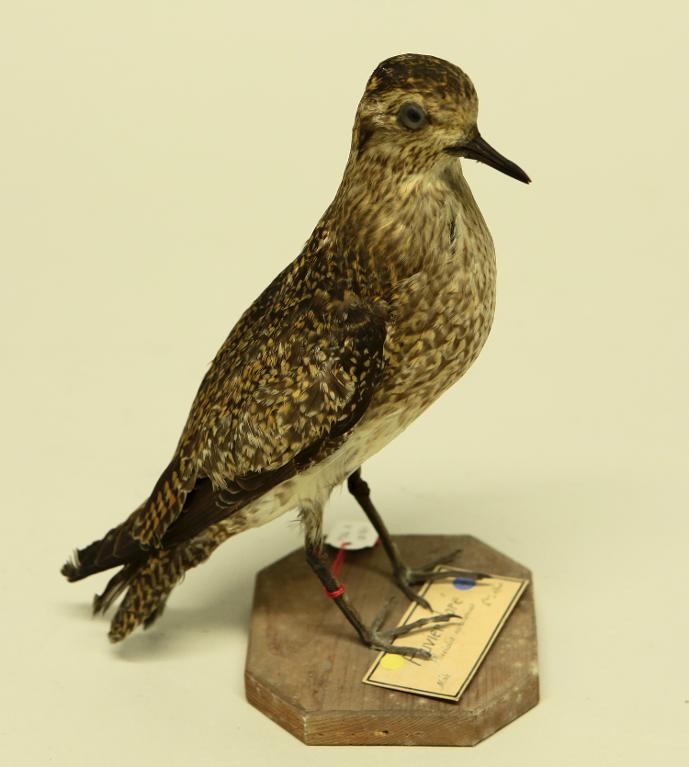 animal naturalisé : oiseau : Pluvier doré