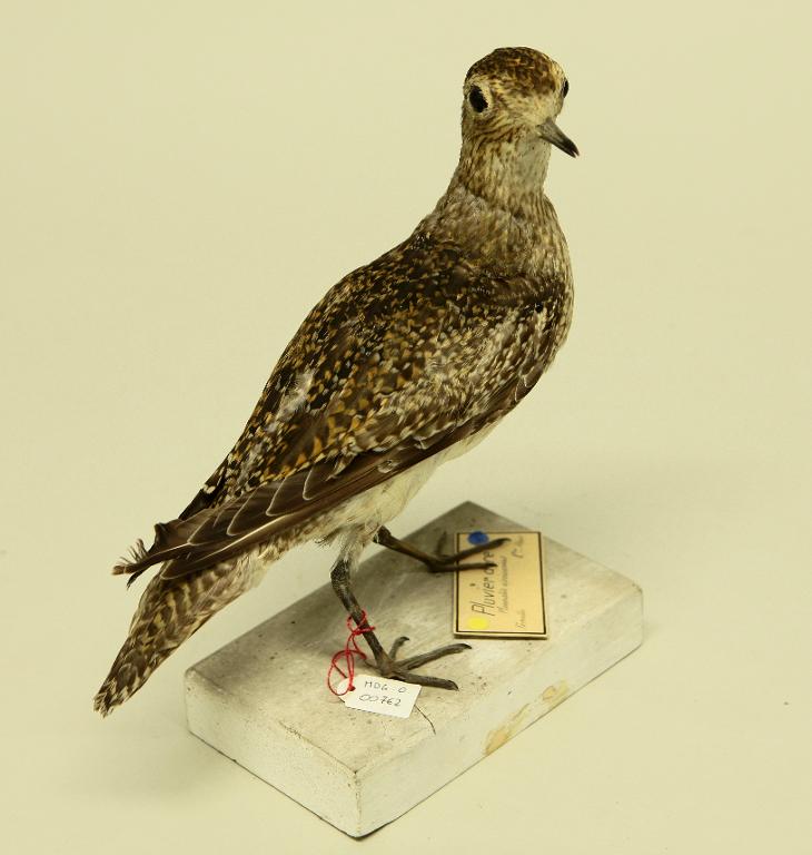 animal naturalisé : oiseau : Pluvier doré