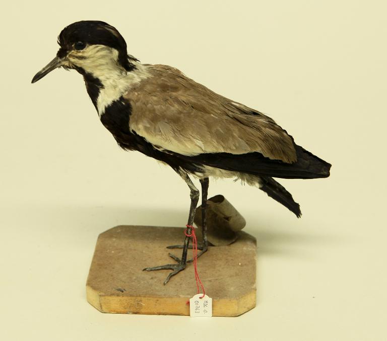 : oiseau : Vanneau éperonné