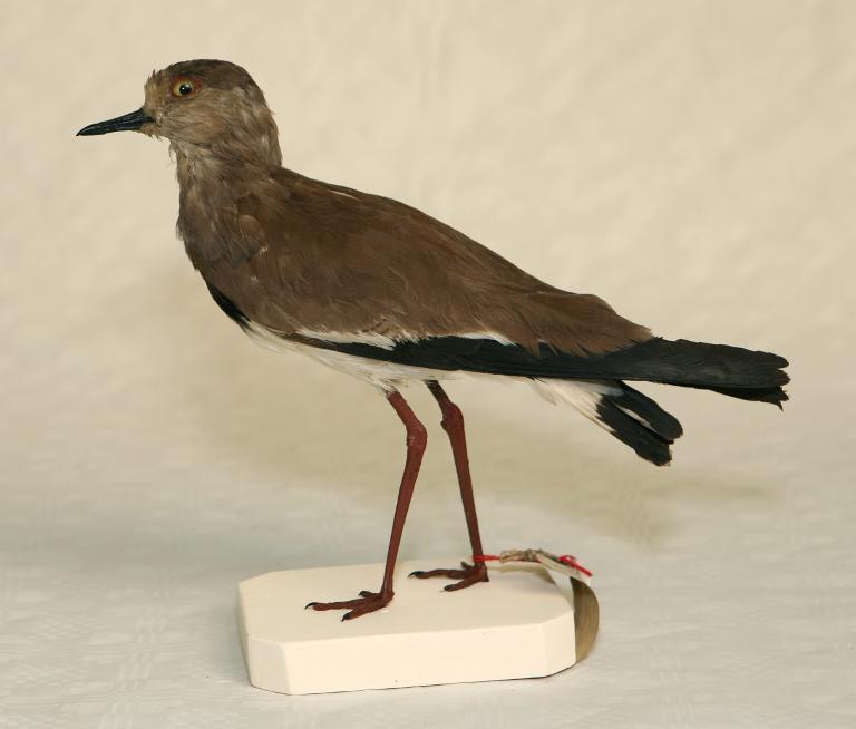 animal naturalisé : oiseau : Vanneau à ailes noires