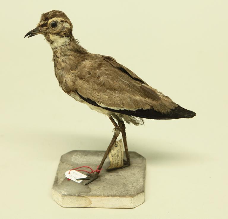 animal naturalisé : oiseau : Vanneau