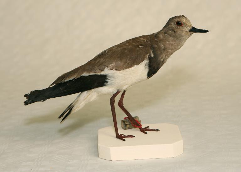 animal naturalisé : oiseau : Vanneau à ailes noires