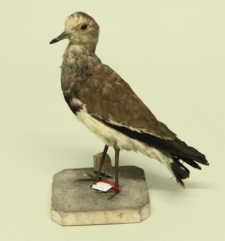 animal naturalisé : oiseau : Vanneau à ailes noires