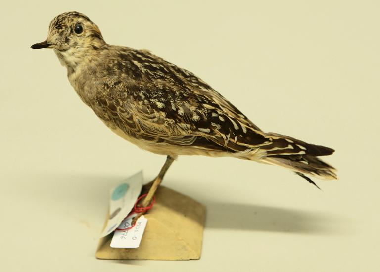 animal naturalisé : oiseau : Pluvier guignard