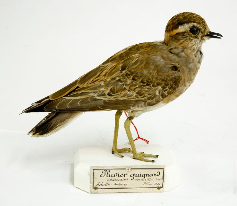 animal naturalisé : oiseau : Pluvier guignard