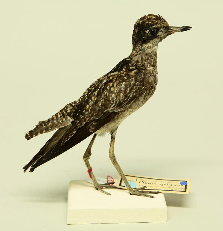 animal naturalisé : oiseau : Pluvier guignard