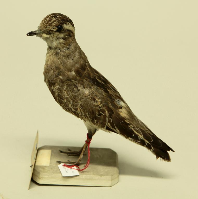 animal naturalisé : oiseau : Pluvier guignard