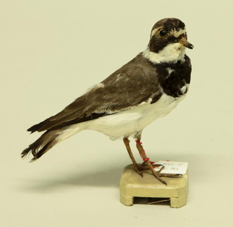 animal naturalisé : oiseau : Grand gravelot