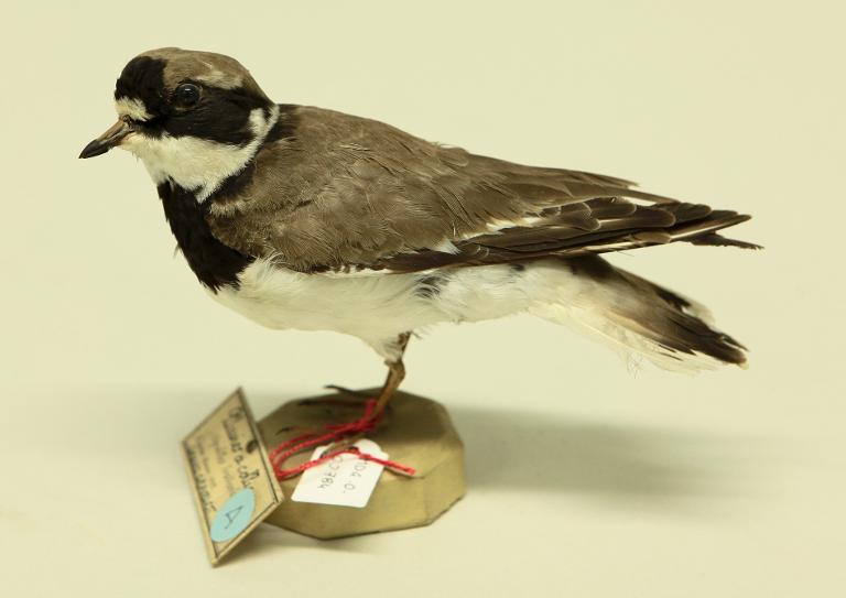 animal naturalisé : oiseau : Grand gravelot