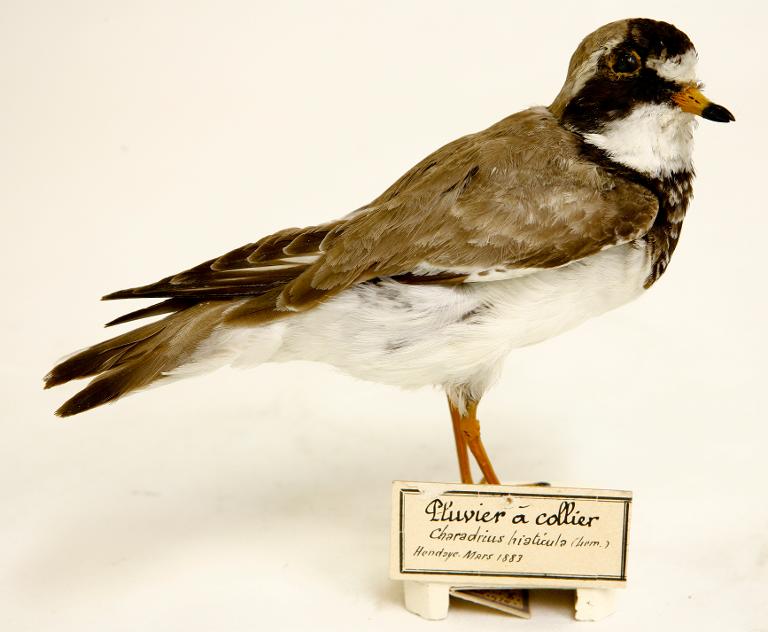 animal naturalisé : oiseau : Grand gravelot