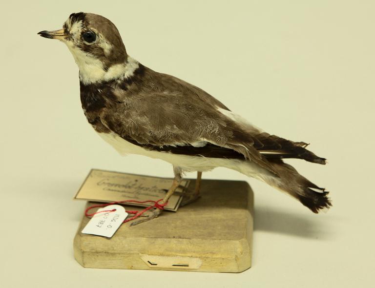 animal naturalisé : oiseau : Grand gravelot