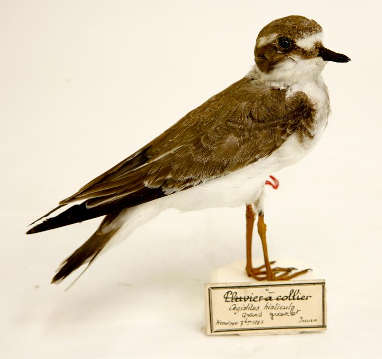 animal naturalisé : oiseau : Grand gravelot