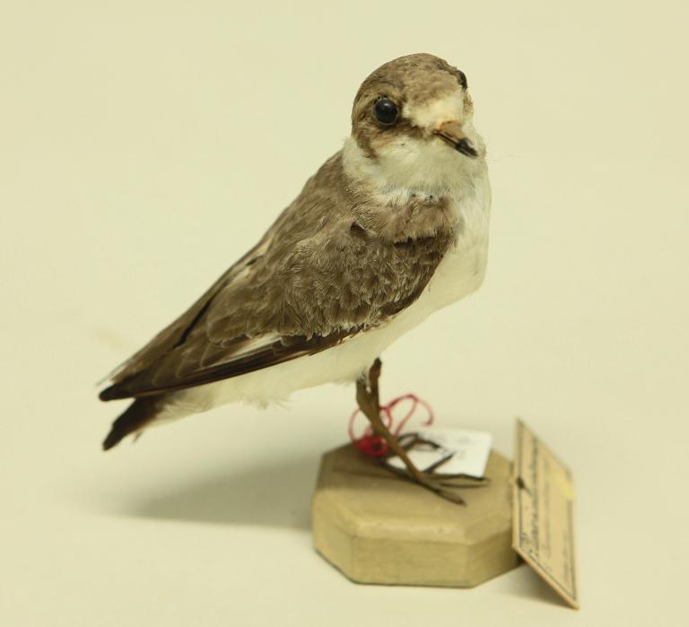 animal naturalisé : oiseau : Gravelot à collier interrompu