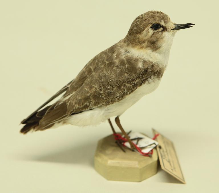 animal naturalisé : oiseau : Gravelot à collier interrompu