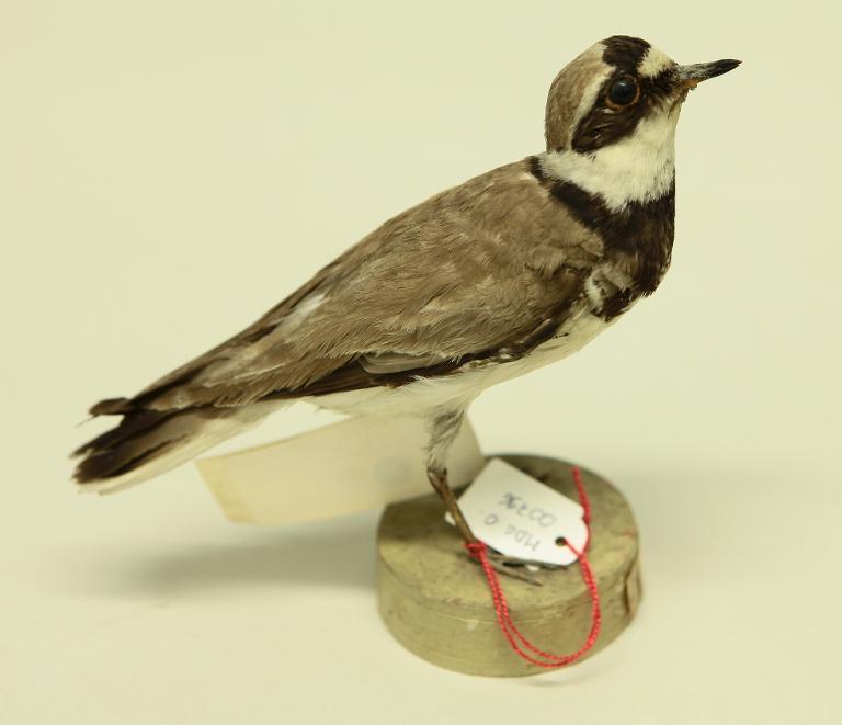 animal naturalisé : oiseau : Petit gravelot