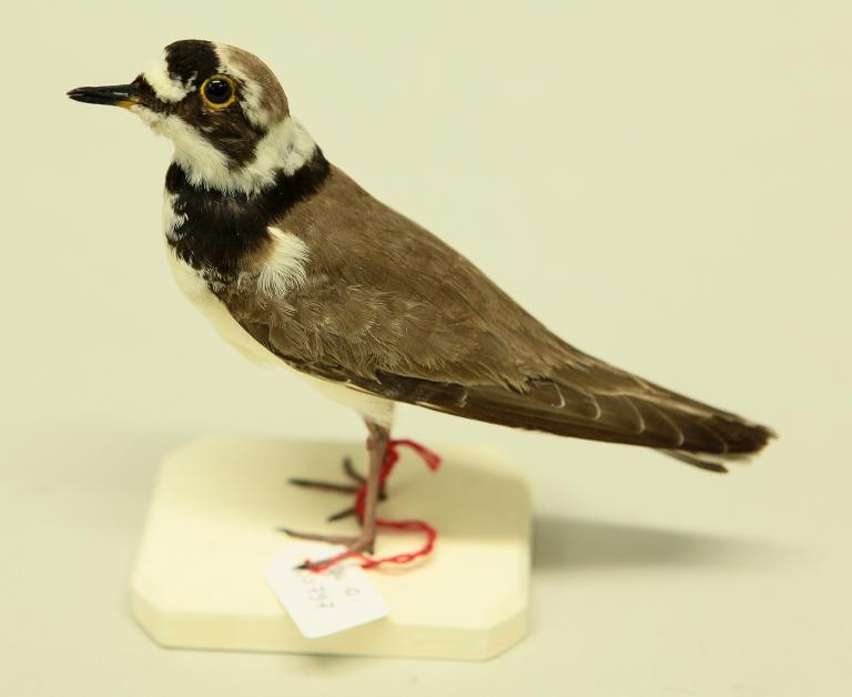 animal naturalisé : oiseau : Petit gravelot