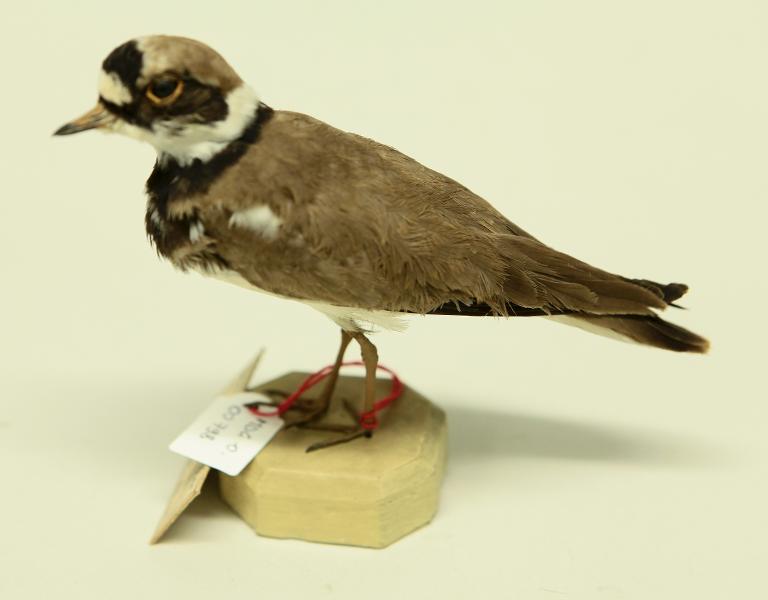 animal naturalisé : oiseau : Petit gravelot