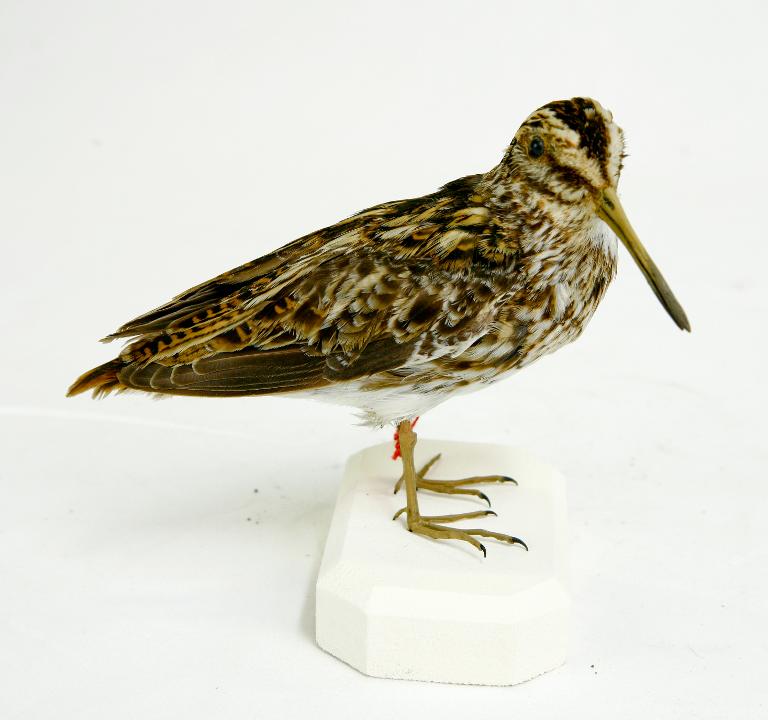 animal naturalisé : oiseau : Bécassine sourde