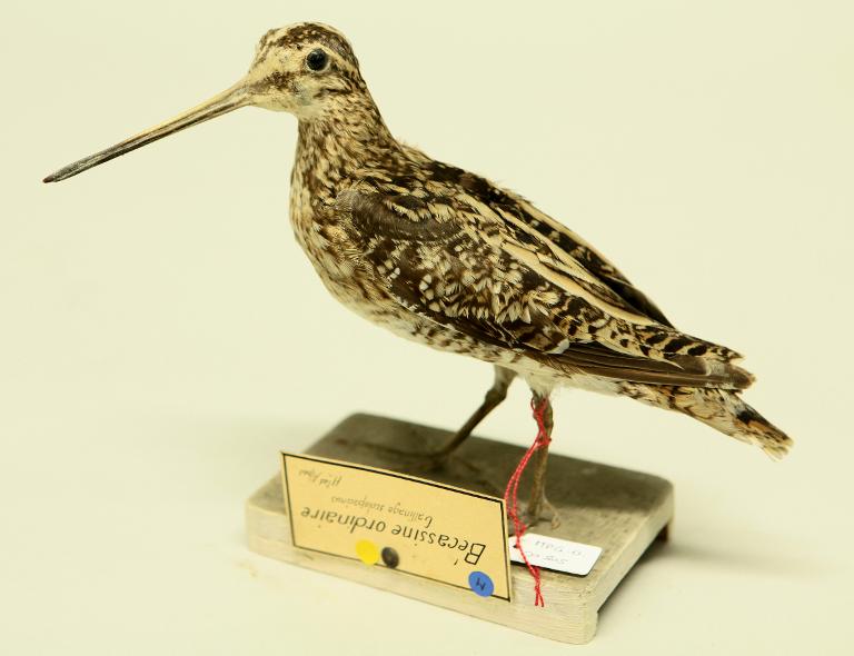 animal naturalisé : oiseau : Bécassine des marais