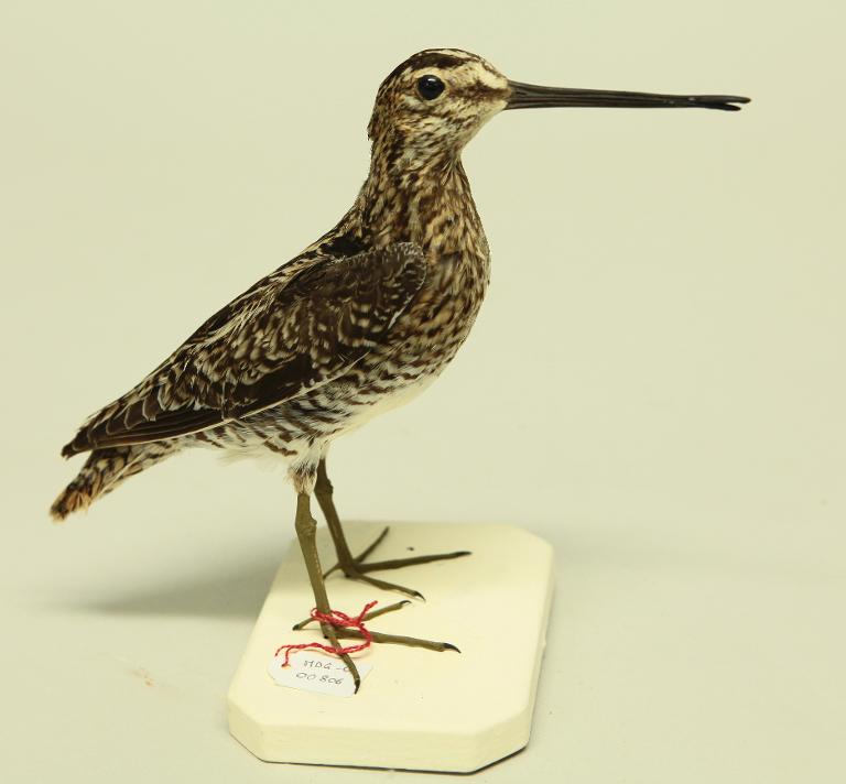 animal naturalisé : oiseau : Bécassine des marais