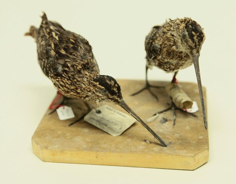 animal naturalisé : oiseau : Bécassine des marais