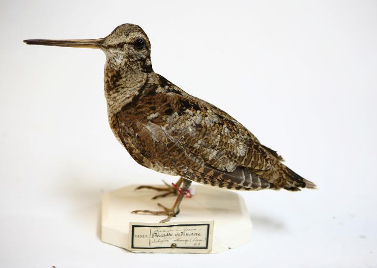 animal naturalisé : oiseau : Bécasse des bois