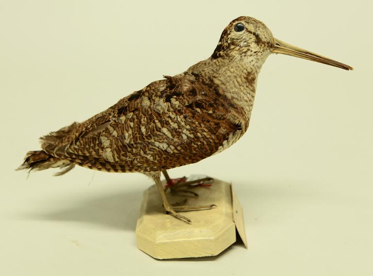 animal naturalisé : oiseau : Bécasse des bois