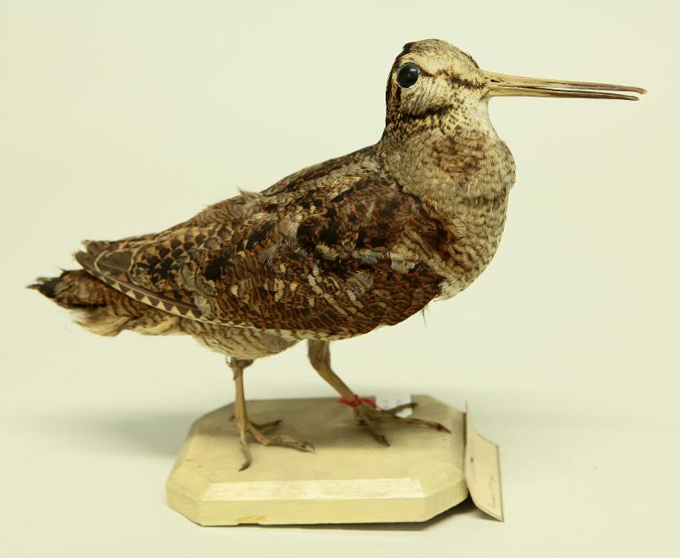 animal naturalisé : oiseau : Bécasse des bois