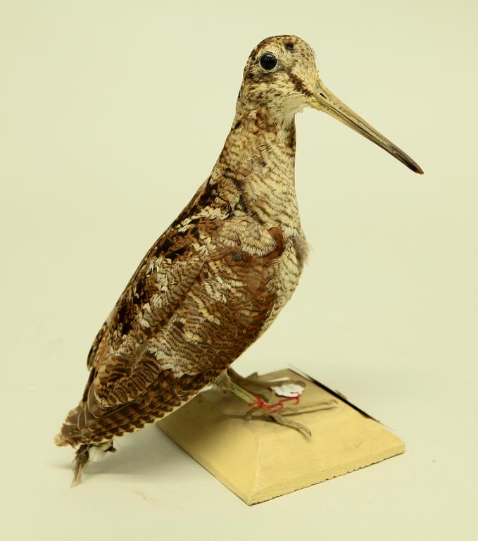 animal naturalisé : oiseau : Bécasse des bois
