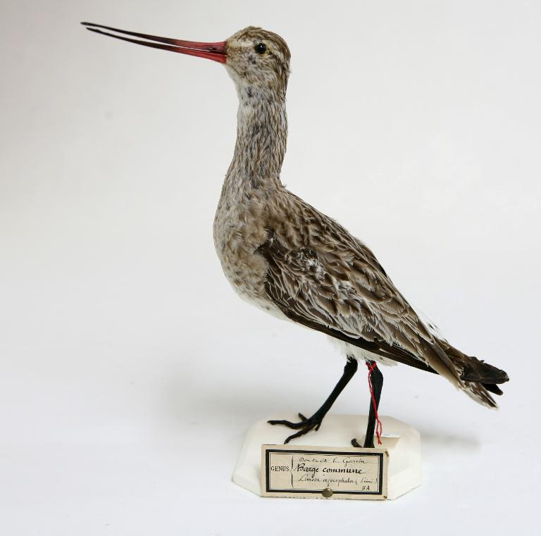 animal naturalisé : oiseau : Barge rousse