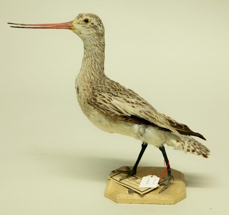 animal naturalisé : oiseau : Barge rousse