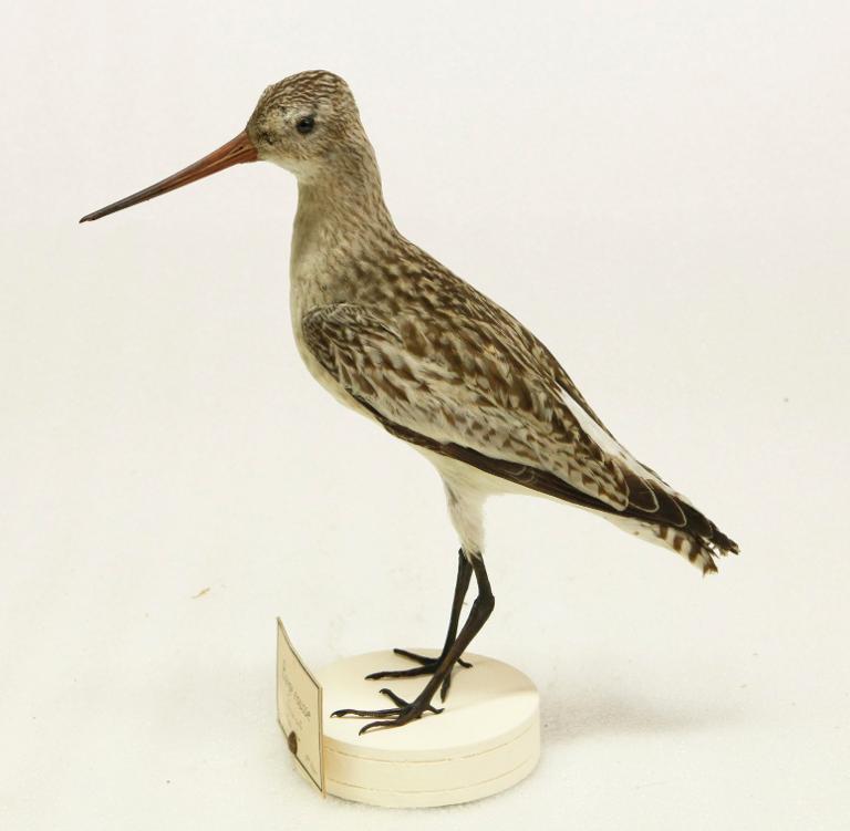 animal naturalisé : oiseau : Barge rousse