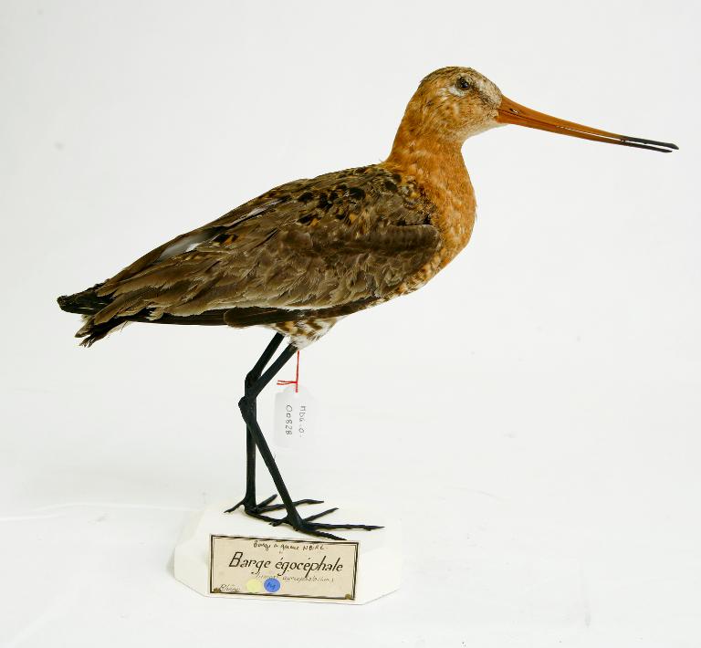 animal naturalisé : oiseau : Barge à queue noire