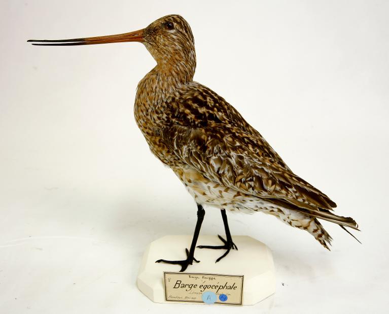 animal naturalisé : oiseau : Barge à queue noire