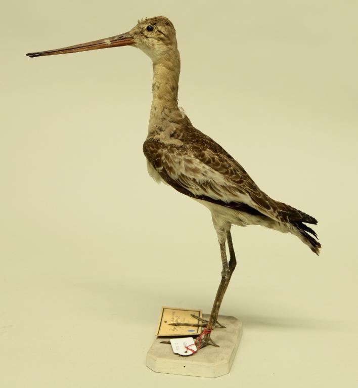 animal naturalisé : oiseau : Barge à queue noire