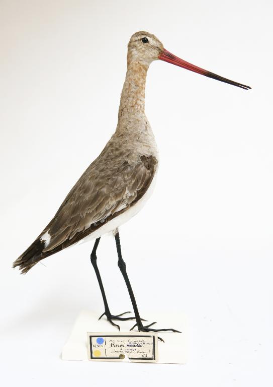 animal naturalisé : oiseau : Barge à queue noire