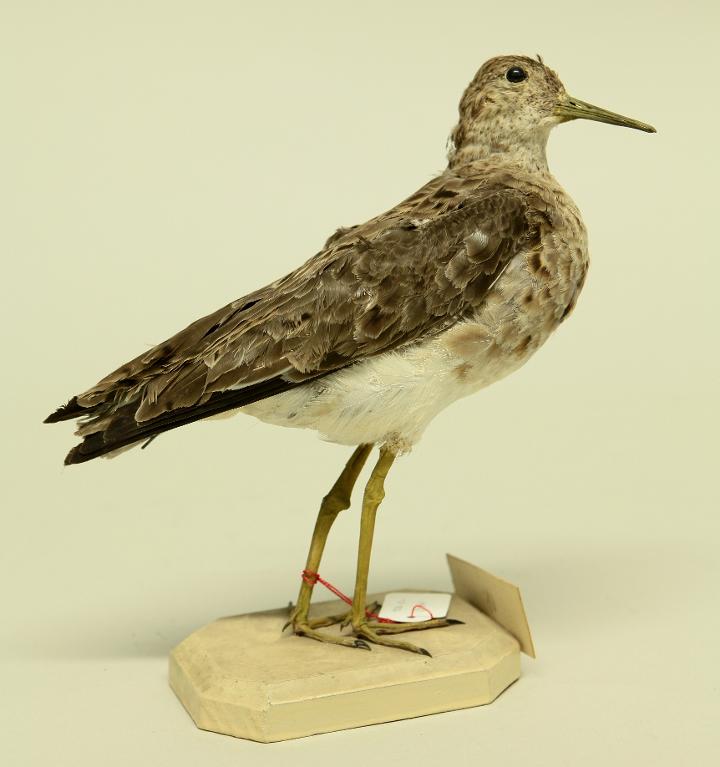 animal naturalisé : oiseau : Combattant varié