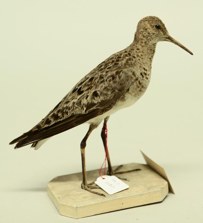 animal naturalisé : oiseau : Combattant varié