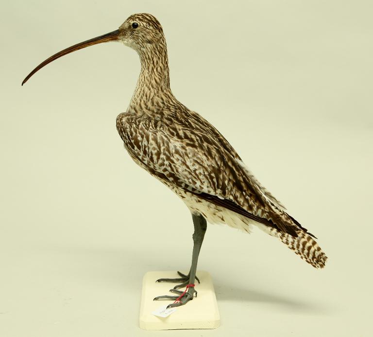 animal naturalisé : oiseau : Courlis cendré