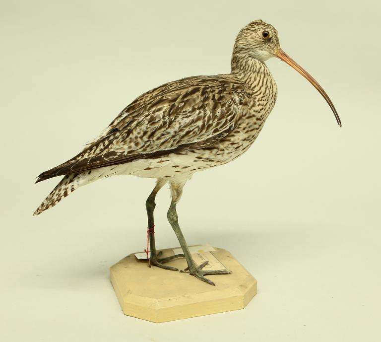 animal naturalisé : oiseau : Courlis cendré