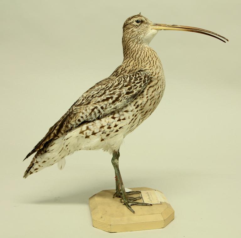 animal naturalisé : oiseau : Courlis cendré