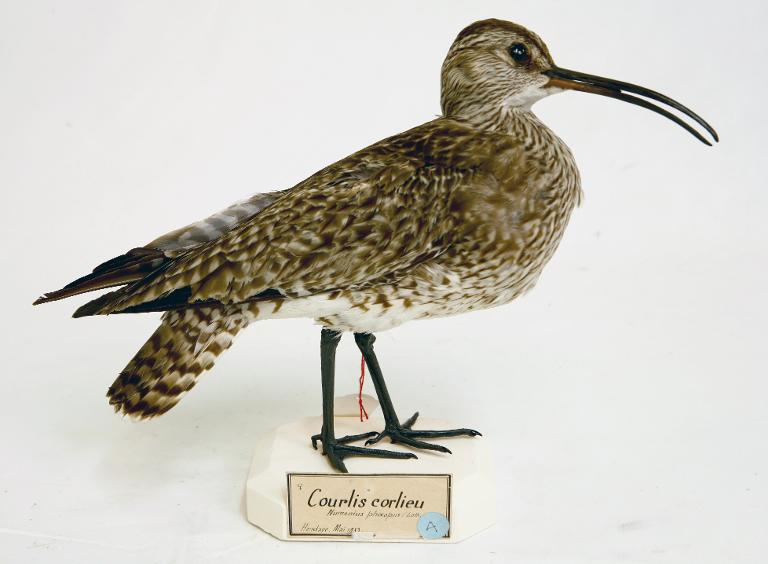 animal naturalisé : oiseau : Courlis corlieu